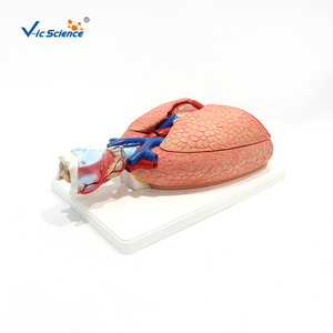 VIC3322 Modèle d'anatomie cardiaque et pulmonaire humaine, modèle du système respiratoire, modèle médical - Product Image 3