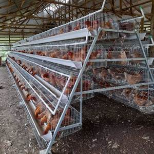 Jaula <span class=keywords><strong>de</strong></span> batería tipo A galvanizada para <span class=keywords><strong>gallinas</strong></span> ponedoras, equipo comercial para granjas avícolas, en oferta. - Product Image 4