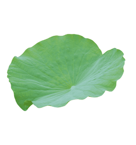 100% feuilles de lotus séchées naturelles du Vietnam qualité supérieure aux meilleurs prix de gros. - Product Image 3