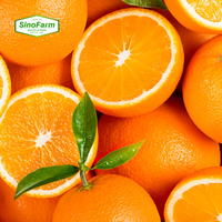 Naveloranjes Valencia-sinaasappels Vers fruit Hoge kwaliteit Verse sinaasappels