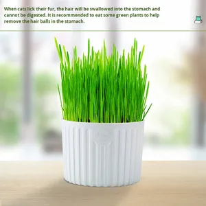 Venta al por mayor de hierba para gatos, caja hidropónica de plástico, <span class=keywords><strong>semillas</strong></span> de trigo, plantas en maceta, removedor de bolas de pelo, hierba gatera, aperitivos ecológicos - Product Image 3
