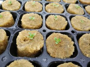 UPuper Cultivation Plug laine de pierre hydroponique 0.8x1 pouce pour l'agriculture agriculture systèmes hydroponiques intérieurs - Product Image 4