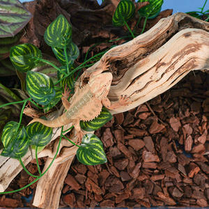 Wortelhout Landschap Drijfhout Natuurlijke Tak Voor Aquariumdecoratie Aquarium Drijfhout - Product Image 5