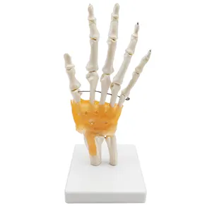 Gelsonlab HSBM-100 실물 크기 손과 손목 해골 모형, 인간적인 분명히 하는 해부 모형 합동 해부 해골 모형