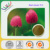 ตัวอย่างฟรี2.5%-40% Isoflavones สารสกัดจากโคลเวอร์สีแดงจำนวนมากแห้งผงสารสกัดจากโคลเวอร์สีแดงในสต็อกสำหรับอาหารเสริม - Product Image 5
