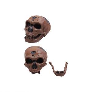 50102.08 नेंदरथल मैन खोपड़ी - Product Image 1