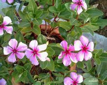 ผู้ผลิตขายร้อนหอยขมสารสกัดจากผง <span class=keywords><strong>Catharanthus</strong></span> <span class=keywords><strong>Roseus</strong></span> (Linn.) G. G. สารสกัดจาก Don - Product Image 3