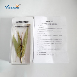 Espécimen incrustado de animales, resina de insectos, espécimen de palo de bambú - Product Image 6