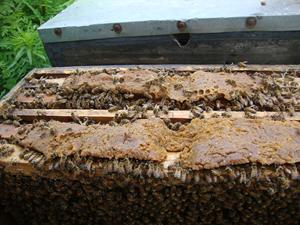 20KG中国製サプライヤー飼料グレードのミツバチ飼料とミツバチ食品健康タンパク質粉末を袋に入れた - Product Image 4