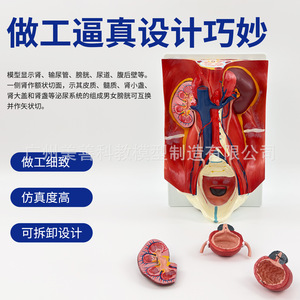Modelo del sistema urinario humano; pared abdominal posterior, riñones, vejiga, órganos abdominales; estructura anatómica de datos médicos de IA - Product Image 5