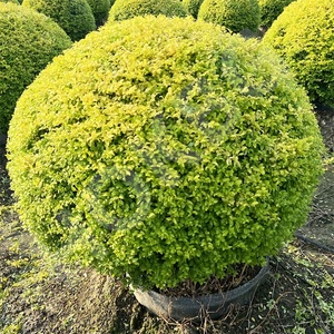 HOKBG-Sac de culture agricole anti-UV, gros, grand PP tissé, plantes noires, 45 50 60 200 gallons, pour <span class=keywords><strong>espalier</strong></span> ball - Product Image 2