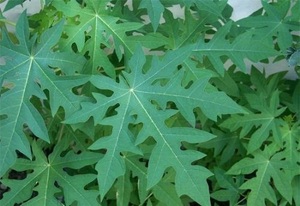 Feuilles charaya fraîches, livraison gratuite, meilleure qualité de haute qualité - Product Image 4