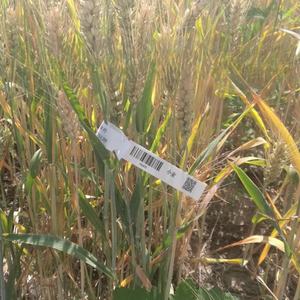 Étiquettes de plantes en vinyle imperméable résistant aux UV, format A4, pour semis de fleurs, jardin, légumes, boucle, imprimables au laser, matériaux d'impression - Product Image 4