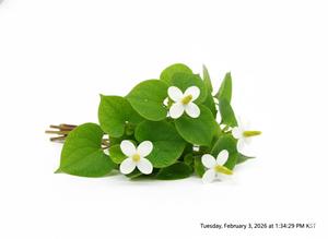 Extracto de Houttuynia Cordata TW PDRN 1000 ppm, Polinucleótido Derivado de Plantas de Alta Pureza, Materia Prima Cosmética Concentrada - Product Image 2