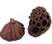 Têtes et capsules de lotus séchées naturellement, couleur marron, séchées au soleil, pour la décoration intérieure et l'aquariophilie