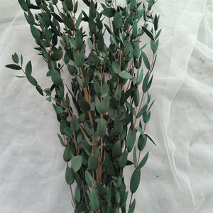 Hojas y Ramas de Eucalipto Preservadas, Rellenos Florales Secos de 60-70 cm, Liofilizados, Precio de Fábrica - Product Image 3