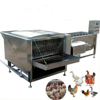 Machine d'abattage de volailles 500 poulets par heure, échaudage et plumage