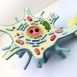 मानव 2500x बढ़े हुए न्यूरोऑन सेल मॉडल एनाटोमी मॉडल चिकित्सा विज्ञान के लिए परमाणु अध्ययन के लिए प्रमाणित - Product Image 5