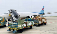 Layanan Berkualitas Harga Terjangkau Melalui Shenzhen Shanghai Tianjin Qingdao ke Grenada Dominica Saint Vincent