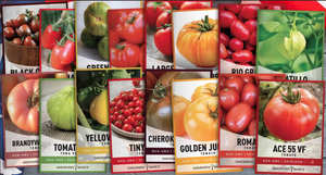 Lot de 16 variétés de <span class=keywords><strong>tomates</strong></span> <span class=keywords><strong>anciennes</strong></span>, dont Tiny Tim Cherry Roma - Sans OGM, pour pots et jardinières - Product Image 6