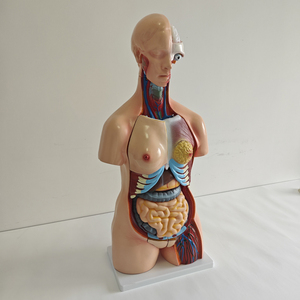 Modelo Anatómico <span class=keywords><strong>de</strong></span> Torso Humano <span class=keywords><strong>de</strong></span> 25 <span class=keywords><strong>Partes</strong></span>, Torso Bisexual con <span class=keywords><strong>Espalda</strong></span> Abierta, Modelo <span class=keywords><strong>de</strong></span> Anatomía <span class=keywords><strong>de</strong></span> Torso - Product Image 3