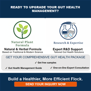 Additif alimentaire naturel à base de plantes pour la santé intestinale des volailles |   Extrait de Houttuynia Schisandra |   Alternative aux <span class=keywords><strong>antibiotiques</strong></span> |   GMP - Product Image 6
