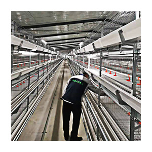 Jaula de animales de acero tipo H TBB para granja de pollos de capa, gallinero de gallinas con batería automática utilizado como gallinero para <span class=keywords><strong>pollo</strong></span> - Product Image 5