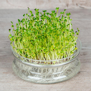 Extracto de Brocoli en Polvo de Alta Calidad, Sulforafano/Glucorafanina, <span class=keywords><strong>Precio</strong></span> de Mayoreo, Suministro de Fábrica Ciyuan - Product Image 6