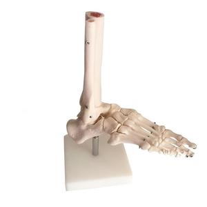 Modello Anatomico del Piede e della Caviglia Umani a Grandezza Naturale 1:1 con Base per Insegnamento Medico - Product Image 3