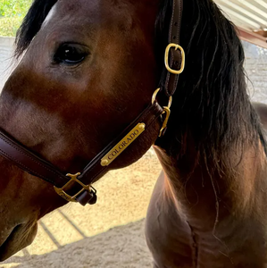 Licol de luxe personnalisé pour l'équitation, réglable, avec boucles carrées, en cuir de haute qualité, style western, avec nom - Product Image 2