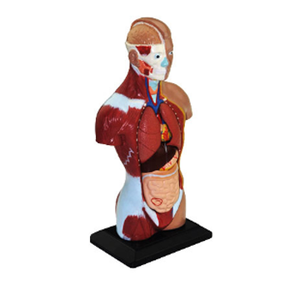 GELSONLAB HSBM-166 humanos <span class=keywords><strong>de</strong></span> <span class=keywords><strong>la</strong></span> <span class=keywords><strong>cabeza</strong></span> <span class=keywords><strong>y</strong></span> el <span class=keywords><strong>cuello</strong></span> <span class=keywords><strong>de</strong></span> <span class=keywords><strong>la</strong></span> musculatura modelo - Product Image 3