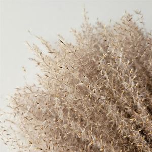 M-1152 Vente Chaude Couleur Naturelle Fleurs Séchées Scirpe Plante <span class=keywords><strong>Miscanthus</strong></span> Herbe pour Mariage - Product Image 3