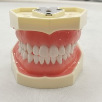 Modèle dentaire à 28 dents Gencives souples Modèle de science médicale anatomique Résine Matériau PVC Vis-Tournevis fixe amovible sans dents