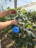 Machine à attacher les plantes agricoles compatible avec le ruban standard et les agrafes 604C
