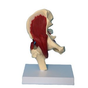 Modelo de músculo de ligamento de articulación de cadera de anatomía esquelética humana - Product Image 1