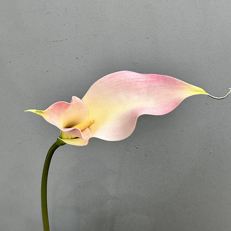 Double-petal calla pink