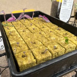 Bloc de substrat de semis en basalte très vendu pour la culture de fruits et légumes - Product Image 3