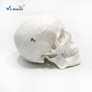 Modelo de anatomía <span class=keywords><strong>del</strong></span> <span class=keywords><strong>cráneo</strong></span> <span class=keywords><strong>humano</strong></span> de 3 partes, 22 <span class=keywords><strong>huesos</strong></span> <span class=keywords><strong>del</strong></span> <span class=keywords><strong>cráneo</strong></span> que demuestran la base <span class=keywords><strong>del</strong></span> <span class=keywords><strong>cráneo</strong></span> y las líneas de sutura - Product Image 6