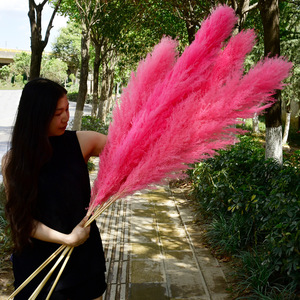 Precios súper bajos 56,5 cm Flor seca Hierba de Pampa seca para Decoración - Product Image 5