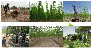 カスケードビール用ホップペレット 青島フラワークラスター 青島フラワーホップペレット ビール用 - Product Image 6