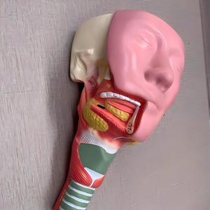 Tükürük Bezi ve Boğaz Kasları Anatomi Modeli - KBB Eğitimi için İnsan Ağız Boşluğu Diseksiyon Modeli - Product Image 2