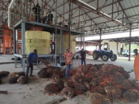 FFB Palmoliepersmachine/CPO Palmoliefractieer- en raffinaderij