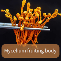 Cordyceps Militaris : Meilleur Prix, Haute Teneur en Cordycepine, Champignons Séchés Biologiques à Grande Tête de Spore
