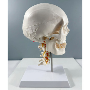 جمجمة بيضاء بشرية تشريحية 3 أجزاء بالحجم الطبيعي على الطراز الأوروبي والأمريكية مع 7 نماذج للعمود الفقري العنقي - Product Image 5
