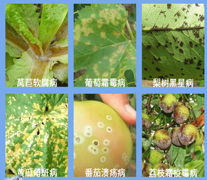 Oxine-cobre 33.5% SC <span class=keywords><strong>Fungicida</strong></span> Agrícola de Cobre para Enfermedades Bacterianas de Frutas Cítricas: Canker, Downy Mildew, Antracnosis - Product Image 4