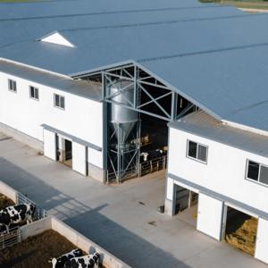 Nơi trú ẩn gia súc prefab 9x36m - 3.5m chiều cao, nhịp 6m, 30 con bò, lắp đặt nhanh chóng - Product Image 4