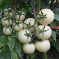 Poudre d'extrait de tomate blanche de lycopersicum de solanum de catégorie comestible d'extrait de plante naturelle 10:1 20:1