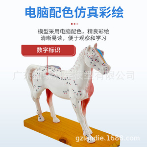 Modèles d'acupuncture corporelle pour chien, chat, cochon, vache et cheval ; points d'acupuncture canine ; acupuncture animale ; enseignement vétérinaire - Product Image 3