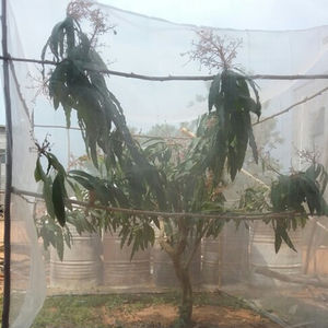 Filet anti-insectes pour une utilisation de 5 ans, filet anti-insectes, filet de protection pour les arbres fruitiers, les <span class=keywords><strong>agrumes</strong></span>, les pépinières - Product Image 1