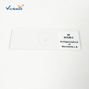 Set di Scatole in Legno o Plastica per Zoologia, Botanica, Microscopi, Microbiologia, Vetrini Preparati per l'Educazione Medica - Product Image 2